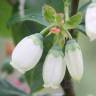 Fotografia 13 da espécie Vaccinium corymbosum do Jardim Botânico UTAD