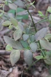 Fotografia da espécie Vaccinium corymbosum