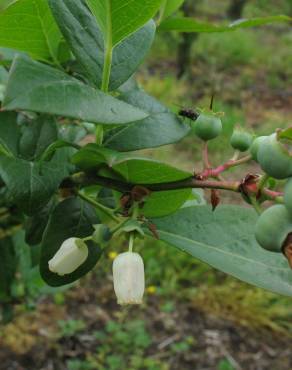 Fotografia 15 da espécie Vaccinium corymbosum no Jardim Botânico UTAD