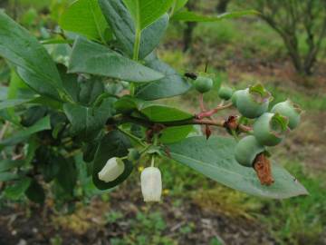 Fotografia da espécie Vaccinium corymbosum