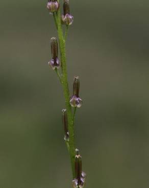 Fotografia 4 da espécie Triglochin palustris no Jardim Botânico UTAD