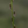 Fotografia 4 da espécie Triglochin palustris do Jardim Botânico UTAD