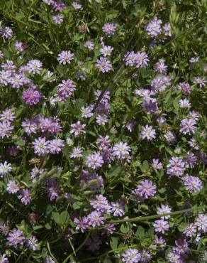 Fotografia 15 da espécie Trifolium resupinatum no Jardim Botânico UTAD