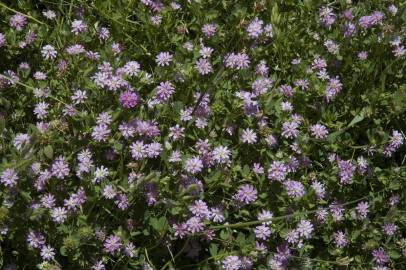 Fotografia da espécie Trifolium resupinatum