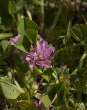 Fotografia 16 da espécie Trifolium resupinatum no Jardim Botânico UTAD