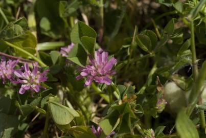 Fotografia da espécie Trifolium resupinatum