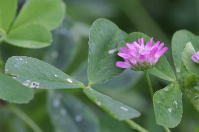 Fotografia da espécie Trifolium resupinatum