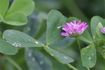 Fotografia da espécie Trifolium resupinatum