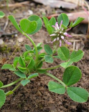 Fotografia 18 da espécie Trifolium resupinatum no Jardim Botânico UTAD