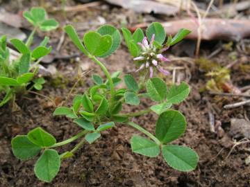 Fotografia da espécie Trifolium resupinatum