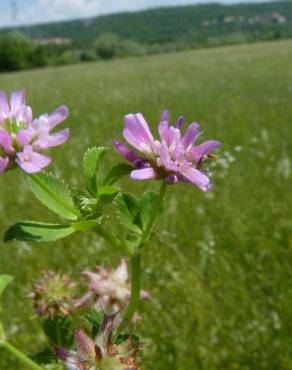 Fotografia 19 da espécie Trifolium resupinatum no Jardim Botânico UTAD