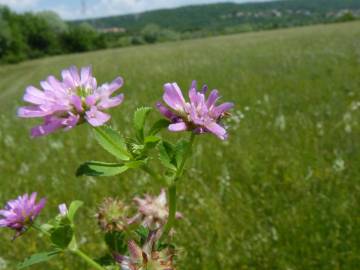 Fotografia da espécie Trifolium resupinatum