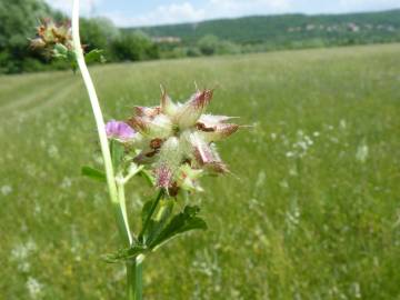 Fotografia da espécie Trifolium resupinatum