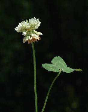 Fotografia 3 da espécie Trifolium repens var. repens no Jardim Botânico UTAD