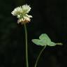 Fotografia 3 da espécie Trifolium repens var. repens do Jardim Botânico UTAD