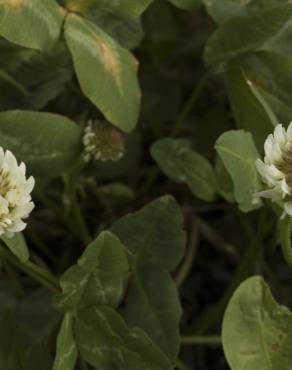 Fotografia 4 da espécie Trifolium repens var. repens no Jardim Botânico UTAD