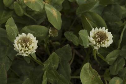 Fotografia da espécie Trifolium repens var. repens