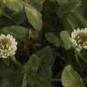 Fotografia 4 da espécie Trifolium repens var. repens do Jardim Botânico UTAD