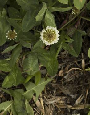 Fotografia 5 da espécie Trifolium repens var. repens no Jardim Botânico UTAD