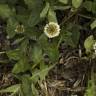Fotografia 5 da espécie Trifolium repens var. repens do Jardim Botânico UTAD