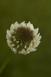 Fotografia da espécie Trifolium repens var. repens