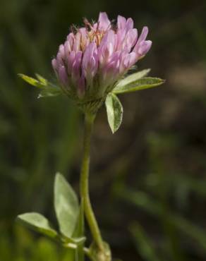 Fotografia 2 da espécie Trifolium medium subesp. medium no Jardim Botânico UTAD