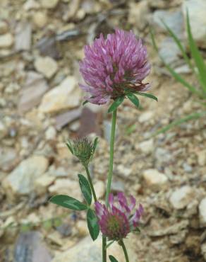 Fotografia 3 da espécie Trifolium medium subesp. medium no Jardim Botânico UTAD