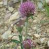Fotografia 3 da espécie Trifolium medium subesp. medium do Jardim Botânico UTAD