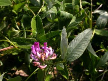 Fotografia da espécie Trifolium medium subesp. medium