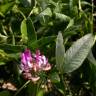 Fotografia 5 da espécie Trifolium medium subesp. medium do Jardim Botânico UTAD