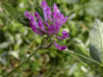 Fotografia da espécie Trifolium medium subesp. medium