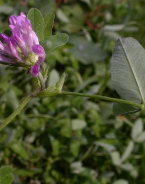 Fotografia 7 da espécie Trifolium medium subesp. medium no Jardim Botânico UTAD