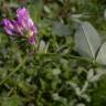Fotografia 7 da espécie Trifolium medium subesp. medium do Jardim Botânico UTAD