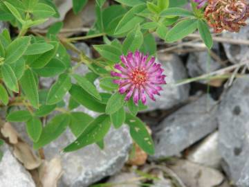 Fotografia da espécie Trifolium medium subesp. medium