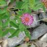 Fotografia 8 da espécie Trifolium medium subesp. medium do Jardim Botânico UTAD