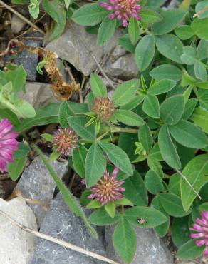 Fotografia 9 da espécie Trifolium medium subesp. medium no Jardim Botânico UTAD