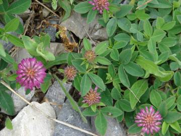 Fotografia da espécie Trifolium medium subesp. medium