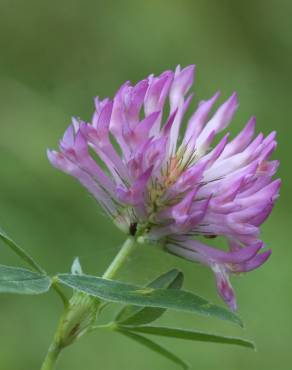 Fotografia 10 da espécie Trifolium medium subesp. medium no Jardim Botânico UTAD