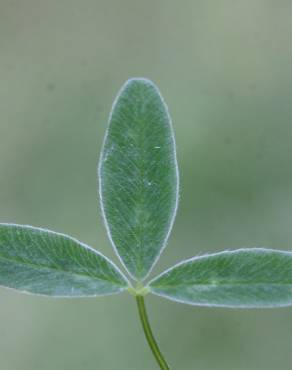 Fotografia 11 da espécie Trifolium medium subesp. medium no Jardim Botânico UTAD