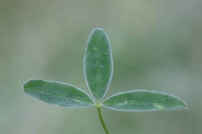 Fotografia da espécie Trifolium medium subesp. medium