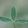 Fotografia 11 da espécie Trifolium medium subesp. medium do Jardim Botânico UTAD