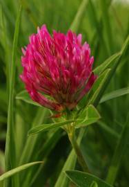 Fotografia da espécie Trifolium medium subesp. medium