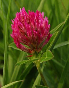 Fotografia 12 da espécie Trifolium medium subesp. medium no Jardim Botânico UTAD