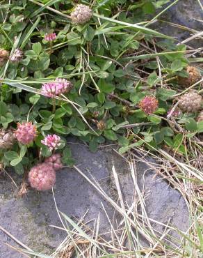 Fotografia 9 da espécie Trifolium fragiferum no Jardim Botânico UTAD