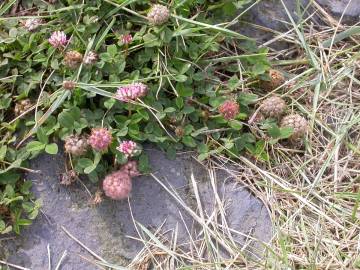 Fotografia da espécie Trifolium fragiferum