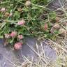 Fotografia 9 da espécie Trifolium fragiferum do Jardim Botânico UTAD