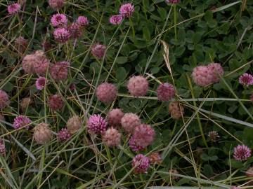 Fotografia da espécie Trifolium fragiferum