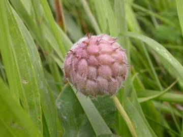 Fotografia da espécie Trifolium fragiferum