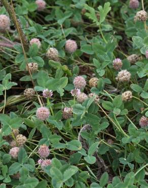 Fotografia 12 da espécie Trifolium fragiferum no Jardim Botânico UTAD