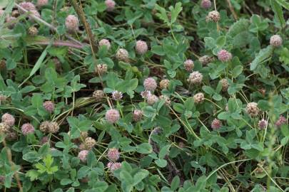 Fotografia da espécie Trifolium fragiferum